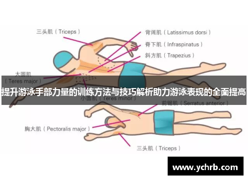 提升游泳手部力量的训练方法与技巧解析助力游泳表现的全面提高